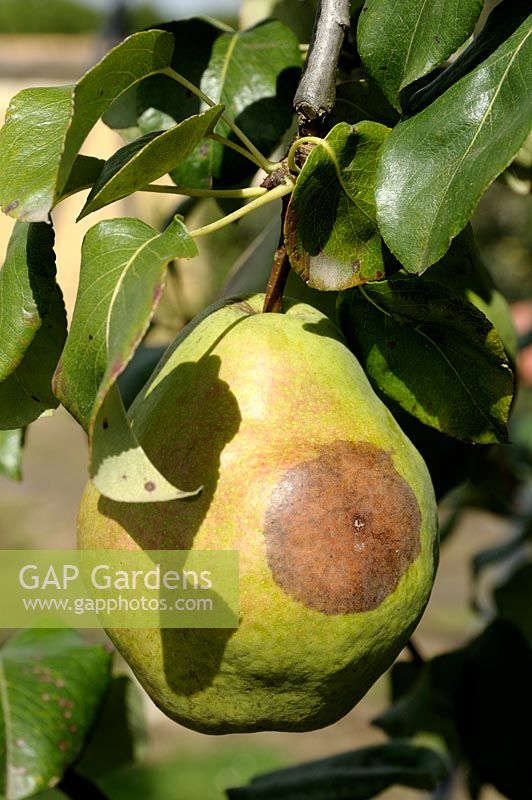 Pear with secondary brown rot infection caused by insects