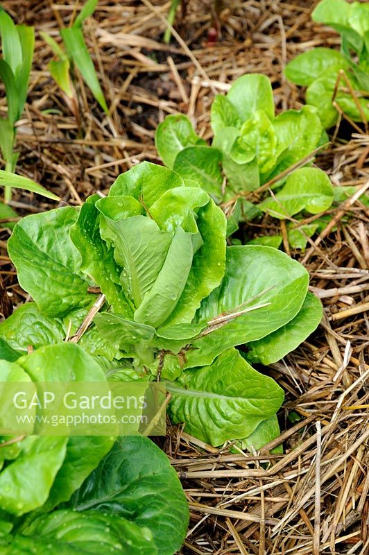 Lactuca sativa - Lettuces 'Blonde Maraichere' growing in bed mulched with straw