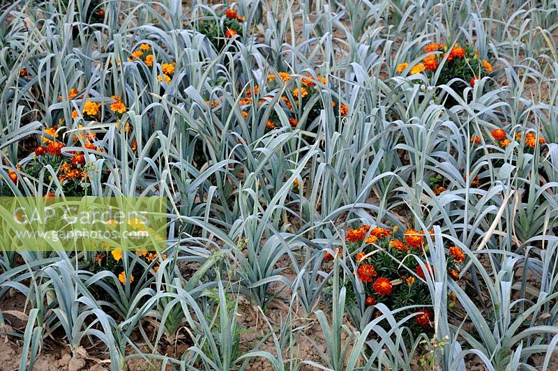 Allium porrum - Leeks interplanted with Marigolds to prevent pests
