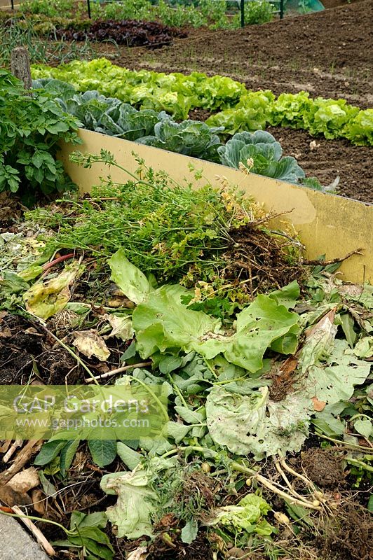 Compost bin in vegetable garden