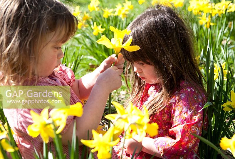 Young girls picking Daffodils in Spring garden