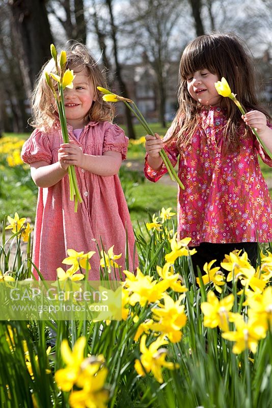 Young girls in pink dresses picking Daffodils