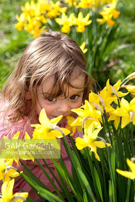 Young girl dress hiding behind Daffodils