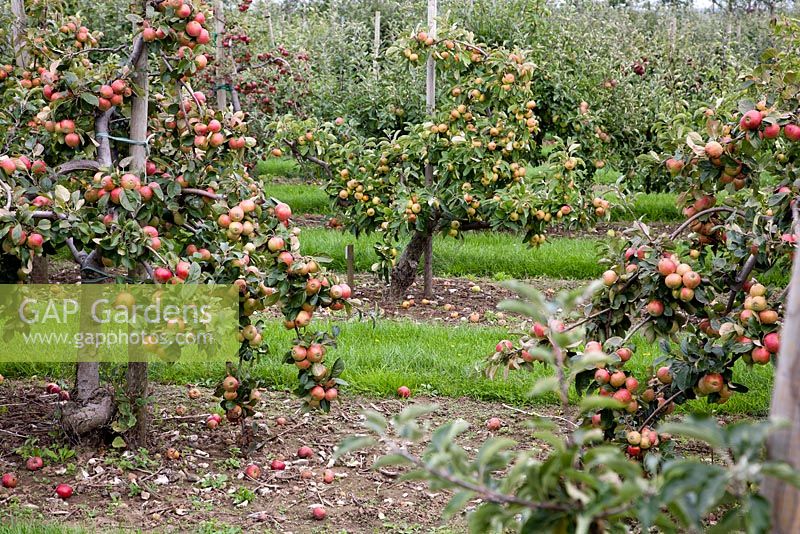 Malus 'Rivers Nonsuch' and Malus 'Pederstrup'. Brogdale Farm and National Collection, Kent