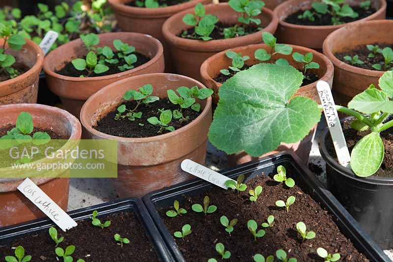 Lactuca - Lettuce seedlings in trays, Cucubita - Squash 'Sweet Dumpling', and terracotta pots of summer bedding plants