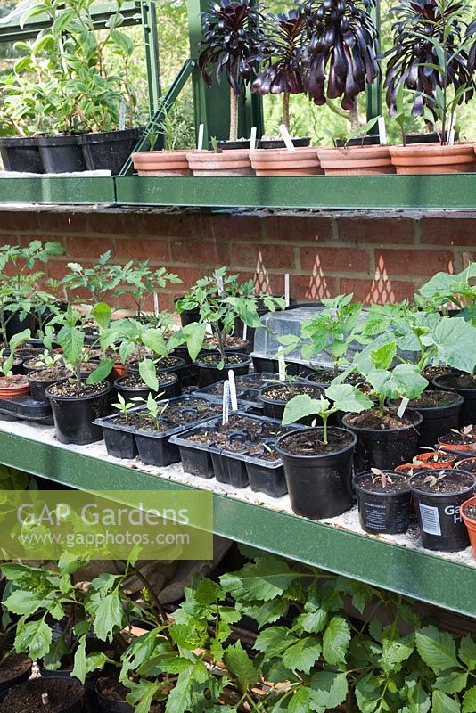 Seedlings in trays and pots on greenhouse shelf, including Tomatoes, Courgettes, with tender pot plants above including Aeonium 'Zwartkop' and Dahlias below