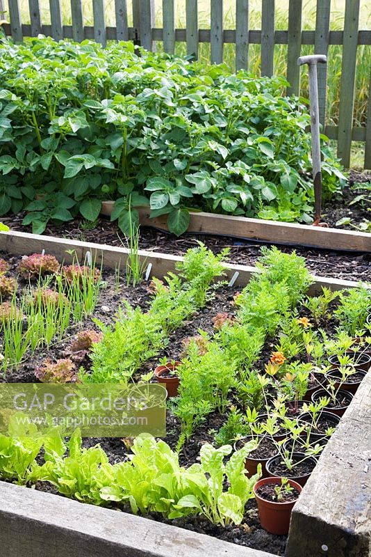 Railway sleeper raised beds in small country vegetable garden, with Little Gem and Lollo Rosso Lettuces, Carrots, Leek seedlings, and Lupin seedlings in pots. Potatoes and old fork behind
