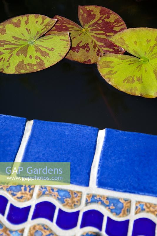 Nymphaea - Waterlily leaves in Moroccan blue tiled pool