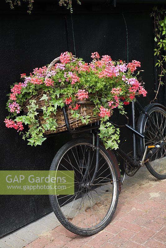 Old bicycle with basket planted up with colourful trailing Pelargoniums