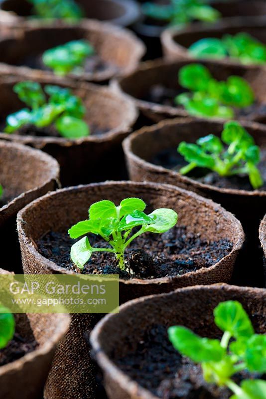 Pelargoniums - Geranium seedlings potted in fibre bio-degradable pots 