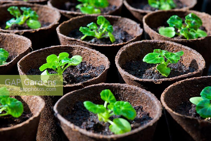 Pelargoniums - Geranium seedlings potted in fibre bio-degradable pots