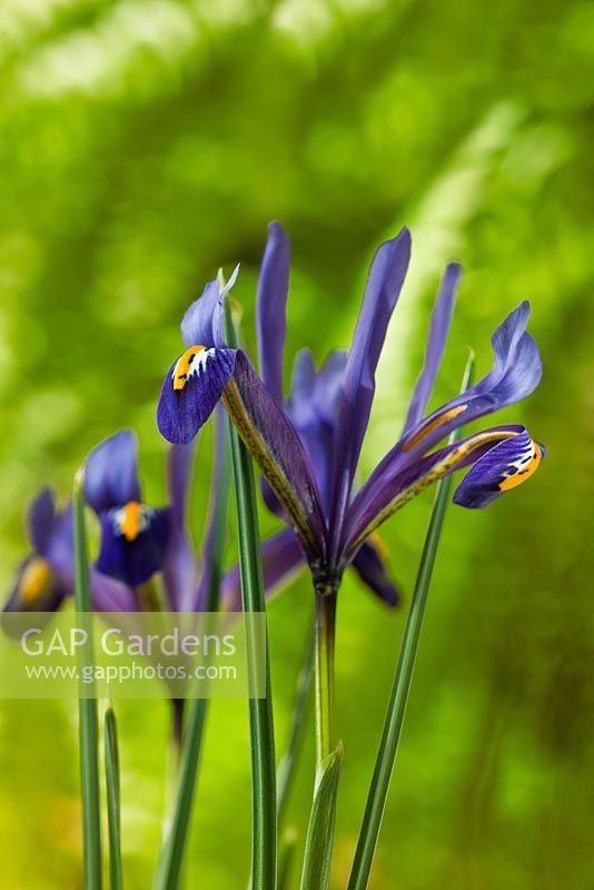 Dwarf Iris reticulate 