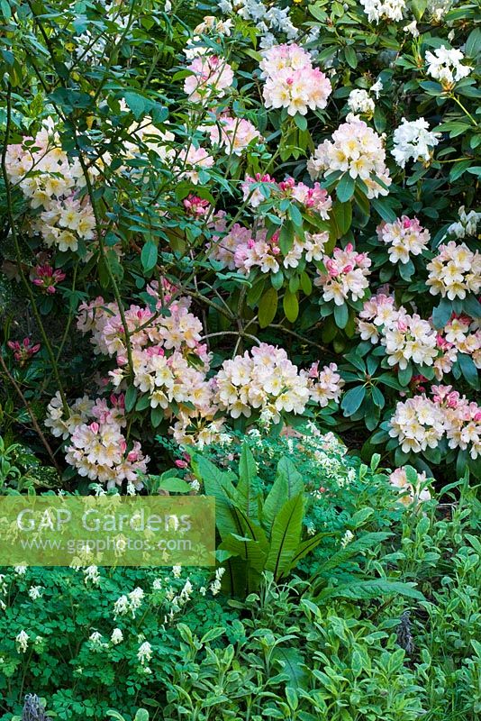 Rhododendron with perennial underplanting of Corydalis