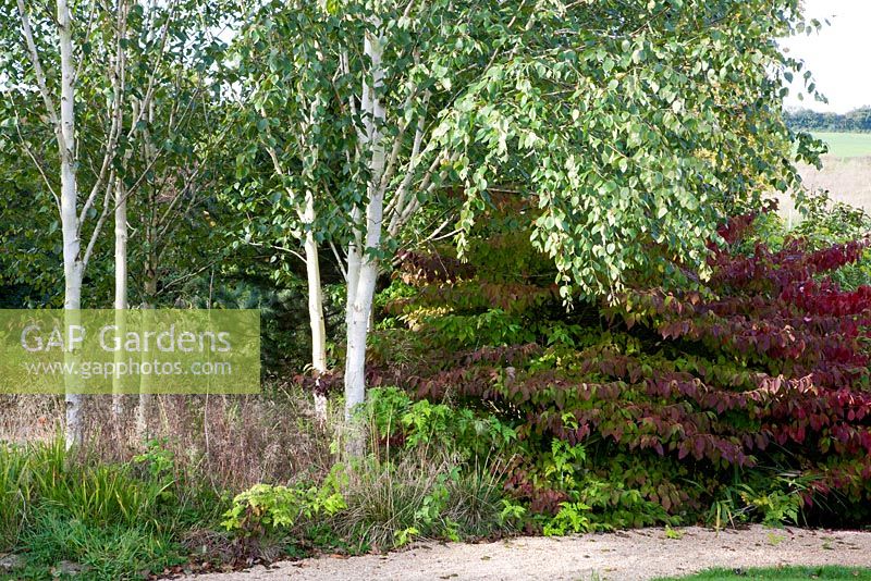 View across garden of silver birch and shrubs in autumn colour - Lady Farm, Somerset