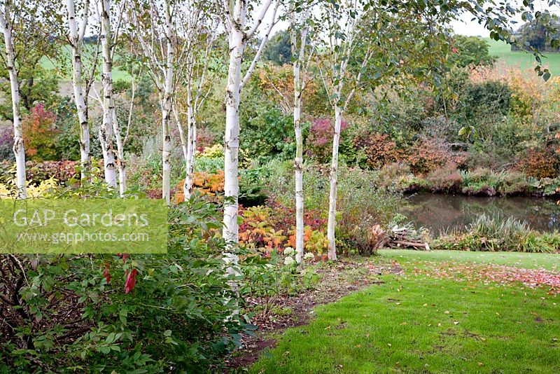 Betula utilis var. jacquemontii and autumn borders alongside lake and lawn - Lady Farm, Somerset