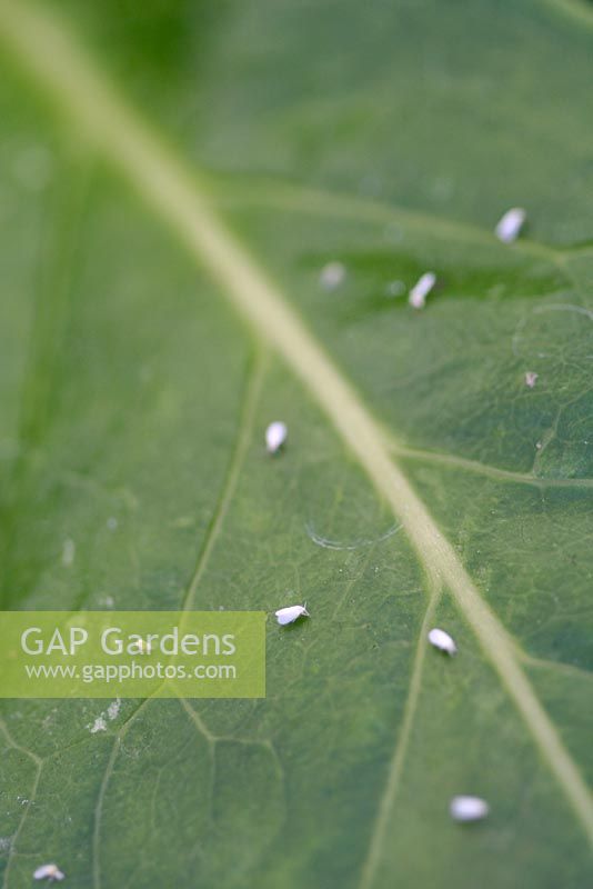 Trialeurodes vaporariorum - Glasshouse whitefly on leaf 