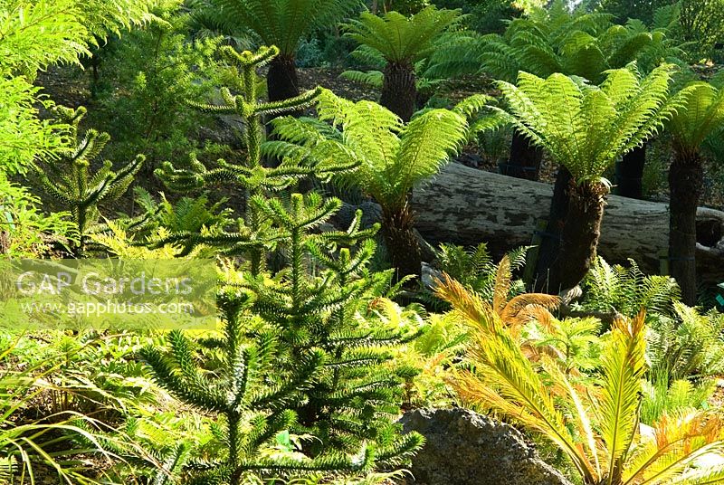 Dicksonia antarctica  - Tree Ferns and Araucaria araucana  - Monkey Puzzle in border. The Evolution of Land Plants collection is sited in a sunken dell, telling the tale from algae to flowering plants using fossils and plants. University of Bristol Botanic Garden, Bristol, UK