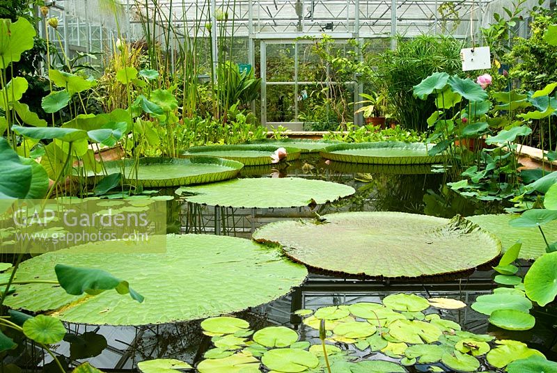 Glasshouse pool containing Victoria amazonica amongst other Nymphaea - Water lilies and aquatic plants. University of Bristol Botanic Garden, Bristol, UK