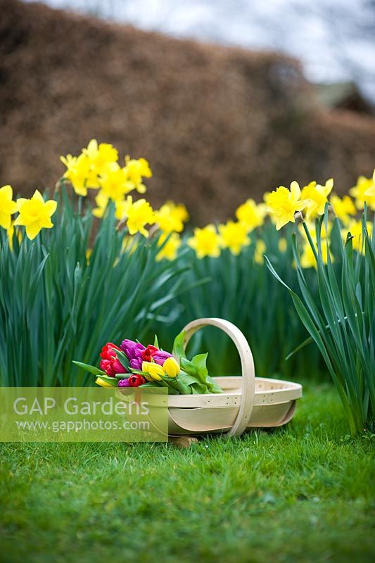 Wooden trug of Tulipa on a lawn with Narcissus - Daffodils