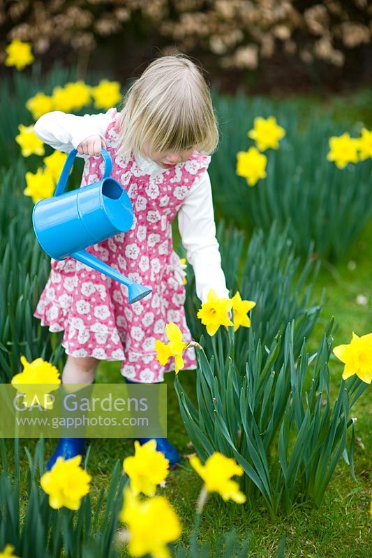 Young girl wearing a flowery dress carrying a blue watering can amongst Daffodils