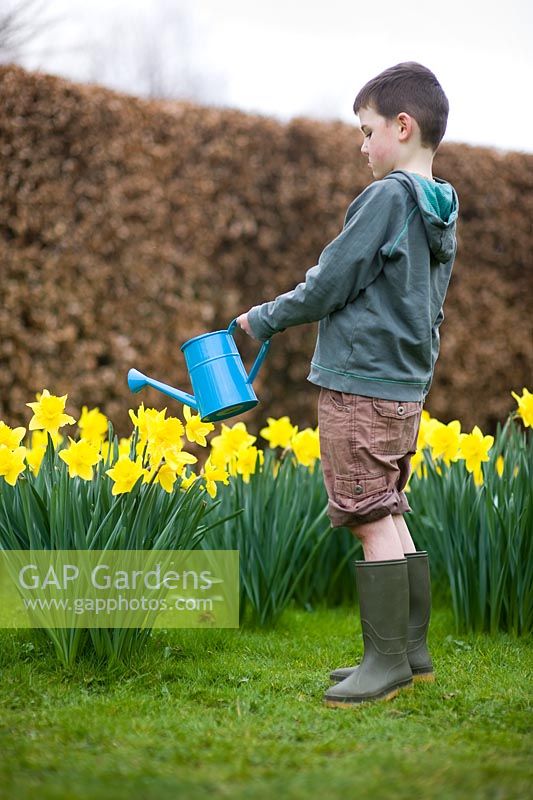 Boy wearing shorts and wellies watering Daffodils