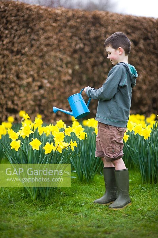 Boy wearing shorts and wellies watering Daffodils
