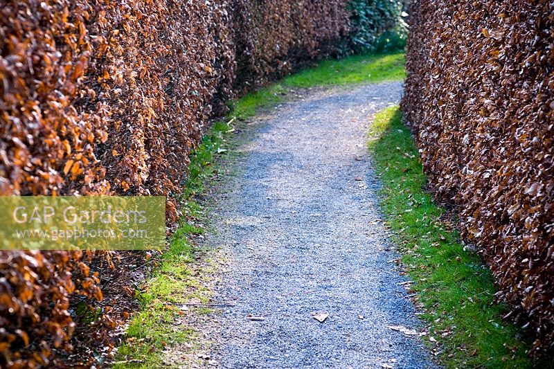 Gravel path between double Fagus - Beech hedging