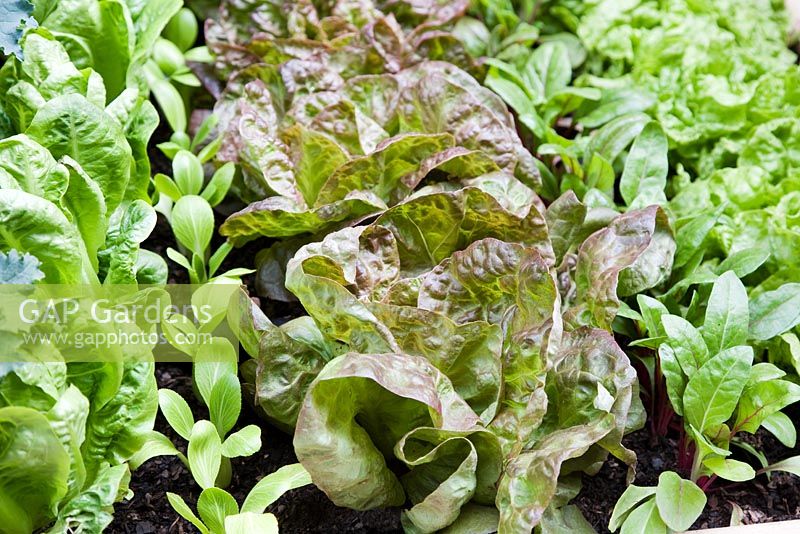 Oak Leaf and Little Gem Lettuces with Beetroot seedlings growing in neat lines