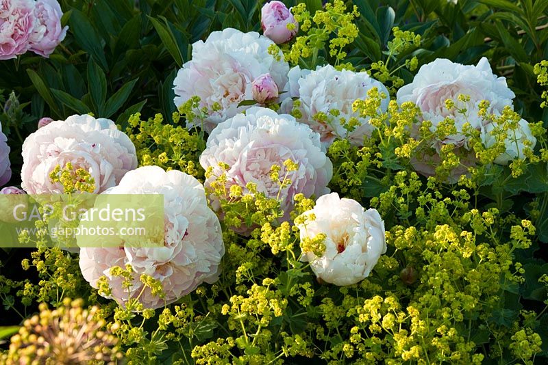 Alchemilla mollis and white Paeonia -  Weihenstephan Gardens