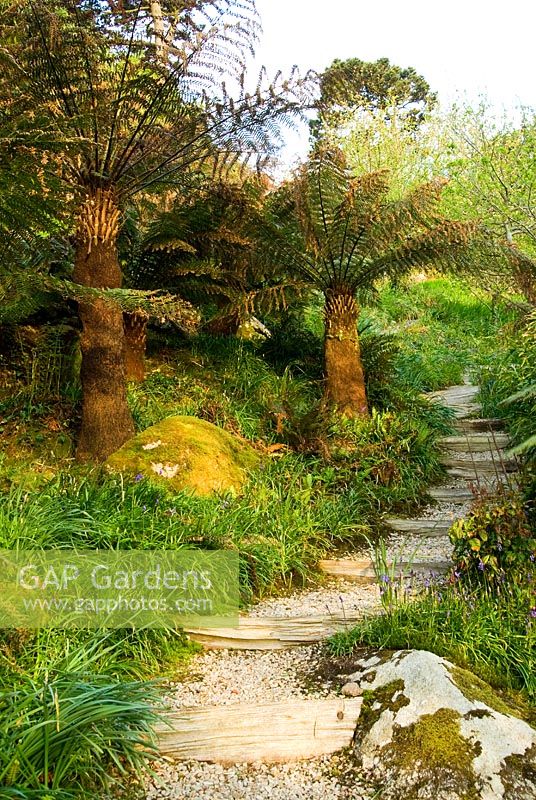 Tree ferns on a steep, boulder strewn valley side - Chygurno, Lamorna, Cornwall, UK