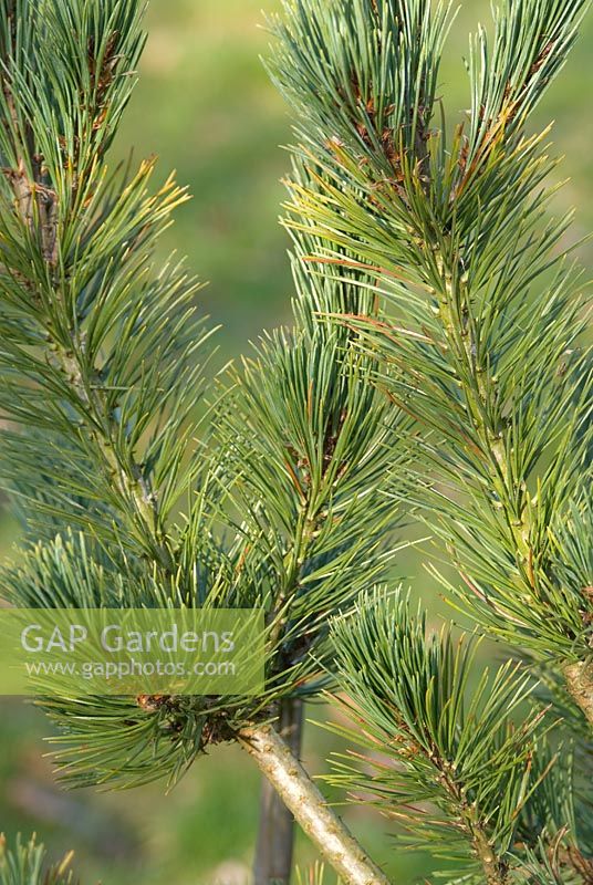Pinus flexilis - Limber Pine