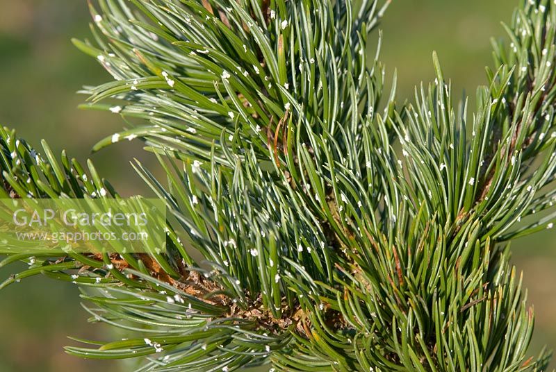 Pinus aristata - Bristle cone Pine