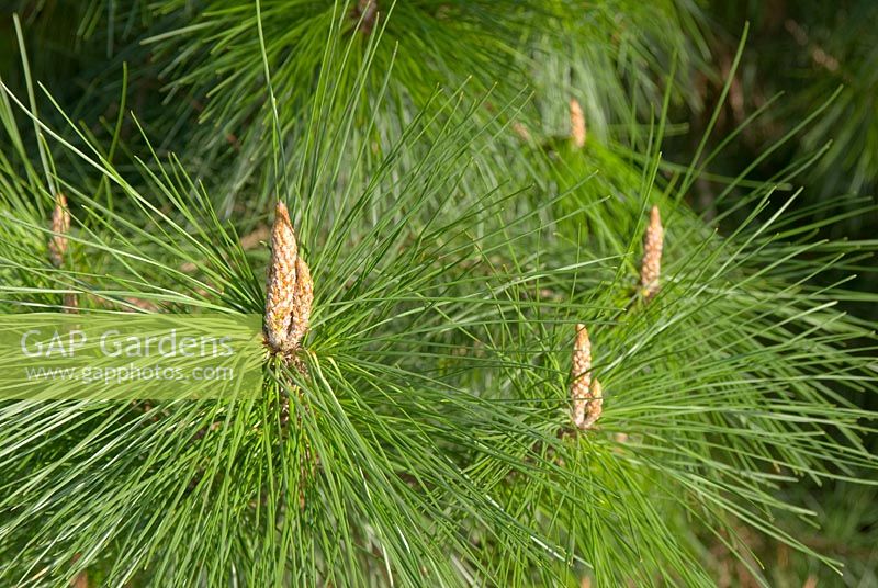Pinus densiflora - Sikhote Red Pine