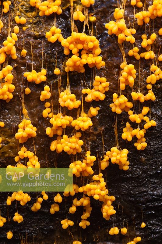 Badhamia utricularis - A slime mould fungi 
