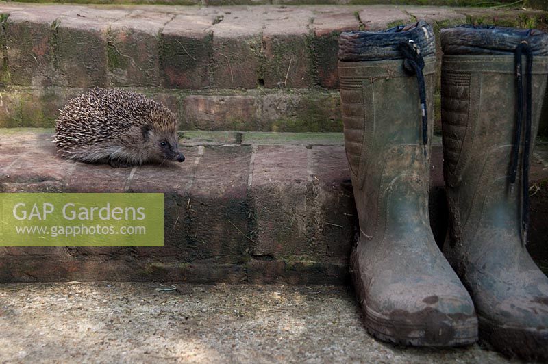 Erinaceus europaeus - Hedgehog on garden steps with muddy boots