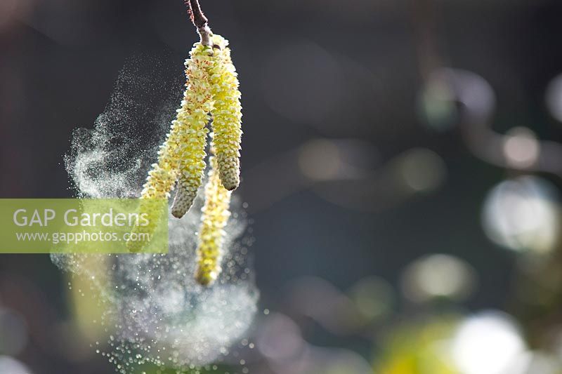 Corylus avellana 'Contorta' - Corkscrew hazel catkins releasing pollen
