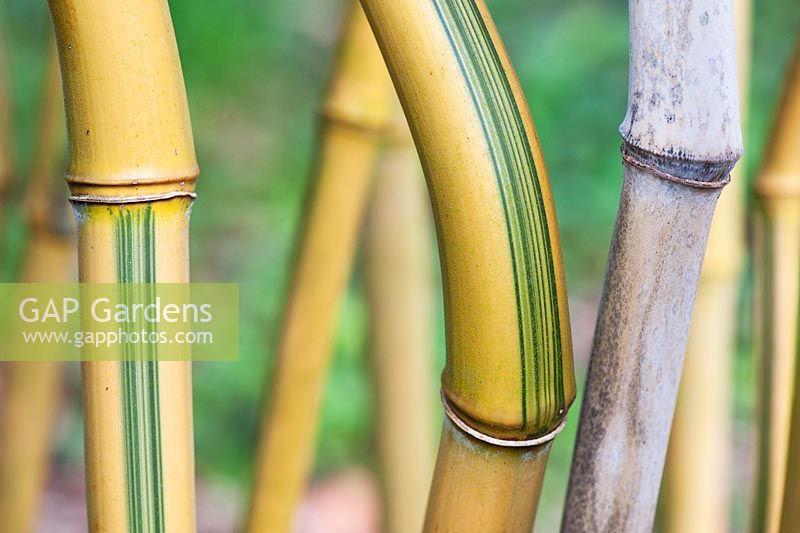 Phyllostachys aureosulcata 'Spectabilis' - The Green Barcode Bamboo