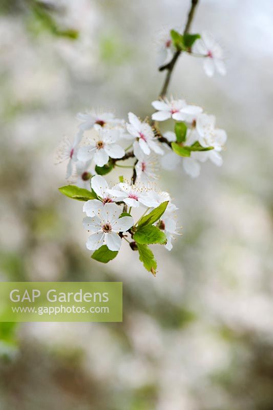 Prunus Cerasifera - Cherry Plum tree blossom