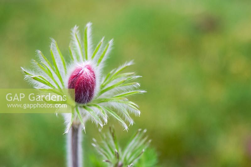 Pulsatilla vulgaris 'Rote Glocke' - Pasque Flower in bud