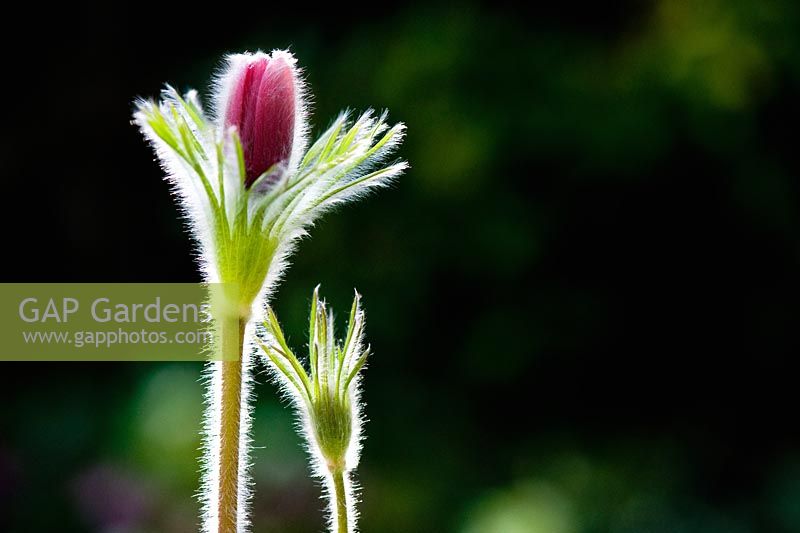 Pulsatilla vulgaris 'Rote Glocke' - Pasque Flower in bud, back lit by the sun against dark background 