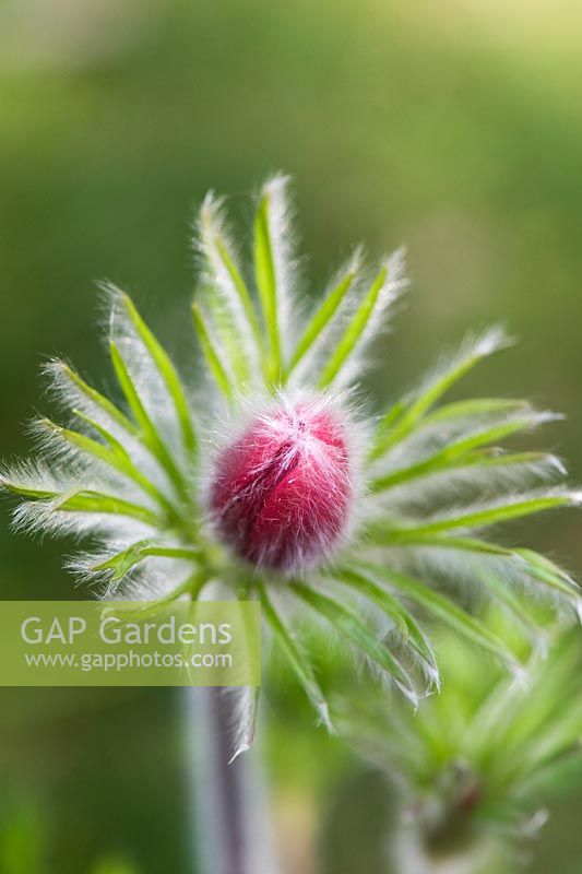 Pulsatilla vulgaris 'Rote Glocke' - Pasque Flower in bud