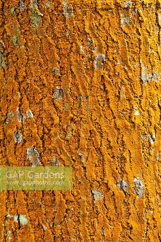 Trentepohlia Algae on Quercus ellipsoidal - Northern Pin Oak tree bark