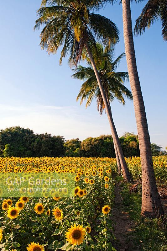 Helianthus annuus - Sunflower field and palm trees in the Indian countryside