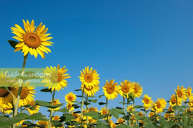 Helianthus annuus - Sunflower in field against blue sky
