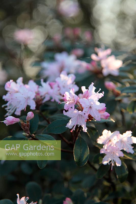 Rhododendron racemosum