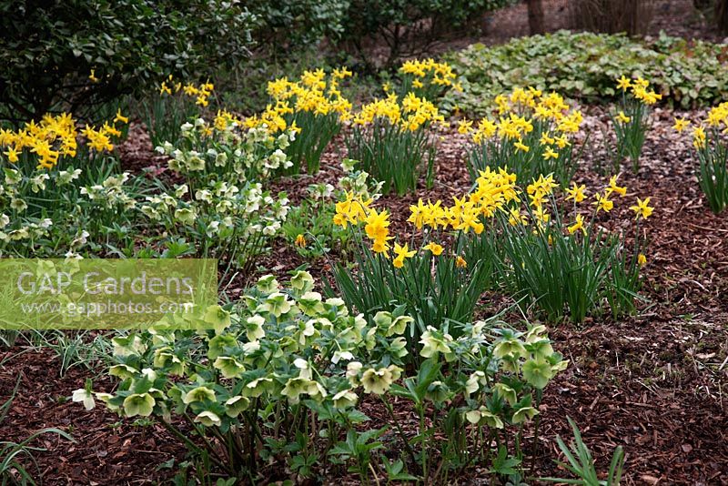 Narcissus 'Peeping Tom' AGM with Helleborus x hybrida naturalised under shrubs