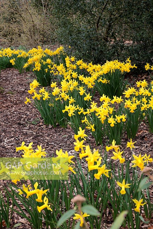 Narcissus 'Peeping Tom' AGM naturalised under shrubs and trees