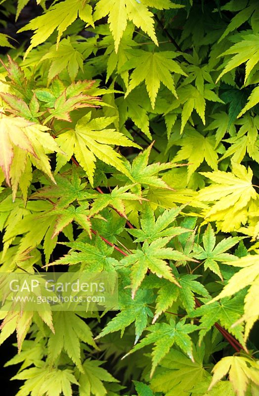 Acer palmatum 'Sango-kaku' syn. Acer 'Senkaki', May