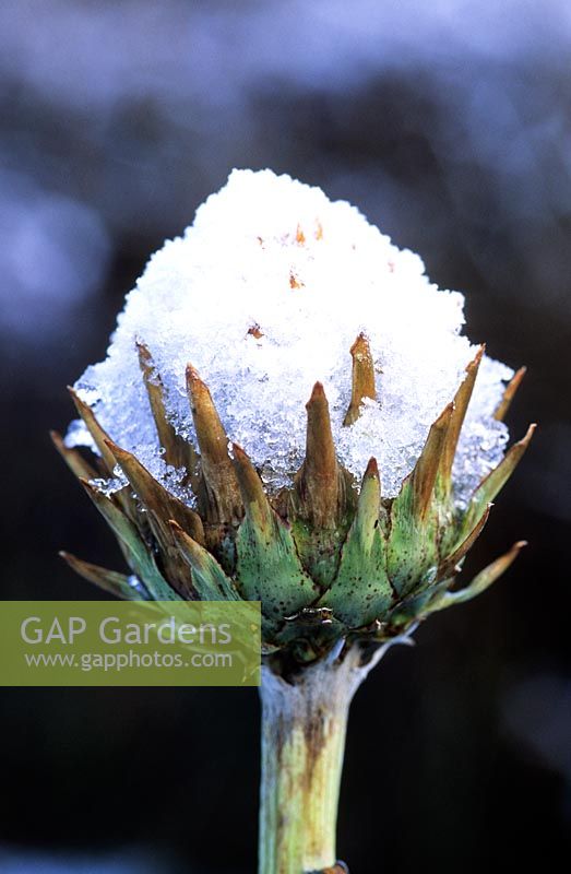 Icy snow on flower head of Cynara cardunculus 'Florist Cardy'. 