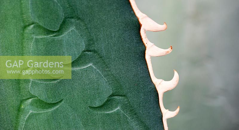 Agave titanota Gentry - Thorn impressions in the leaf
